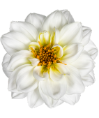 Image is not available