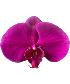 Image is not available