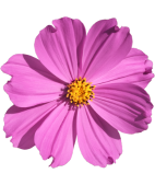 Image is not available