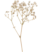 Image is not available