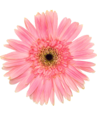 Image is not available